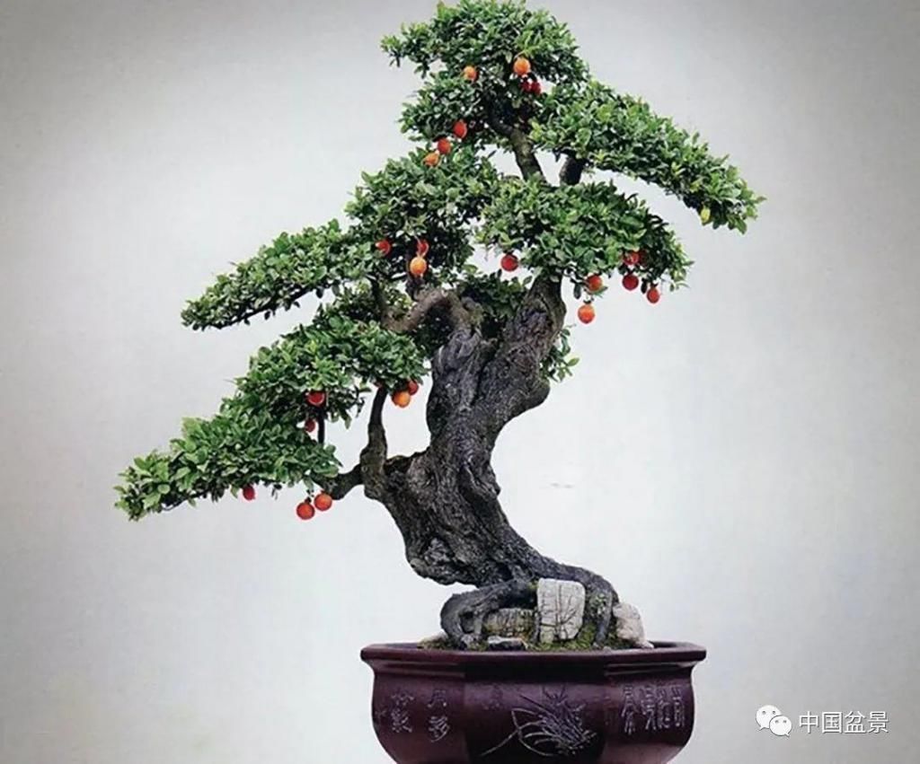 爱好者|这两种盆景能当传家宝,被爱好者当“心头肉”