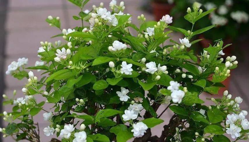 盘点6款“香水花”,皮实好养开花美,养几盆连香氛都省了