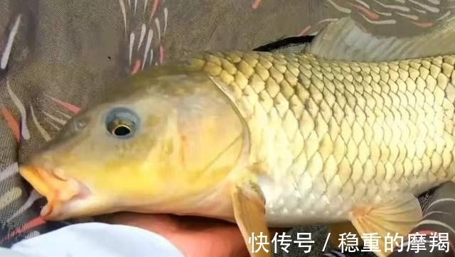 专攻|据说这钓法专攻“大鲤鱼”,每次抛竿入水都有口,连鲫鱼都不想钓