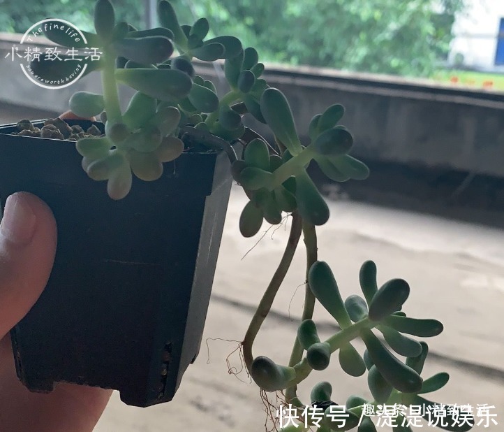 真伪|多肉老桩有真伪，3种“伪老桩”鉴别，揭开真面目，避免被忽悠