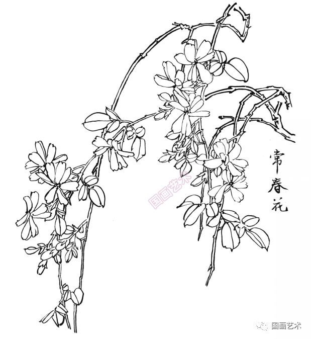  白描|花卉白描图谱选页分享