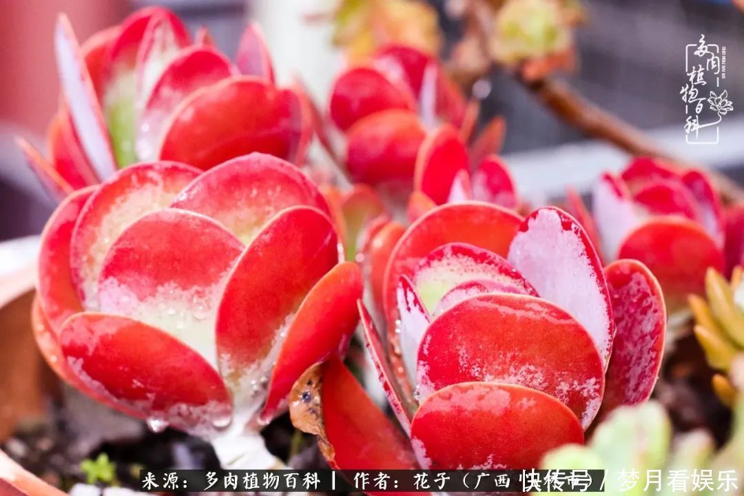 为了爱情|为了爱情来到陌生城市,偶遇多肉,地老天荒的爱恋!