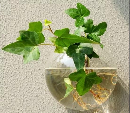 磨粉|3种养花好物,磨粉兑水养花,杀菌又填肥!早看早知道!