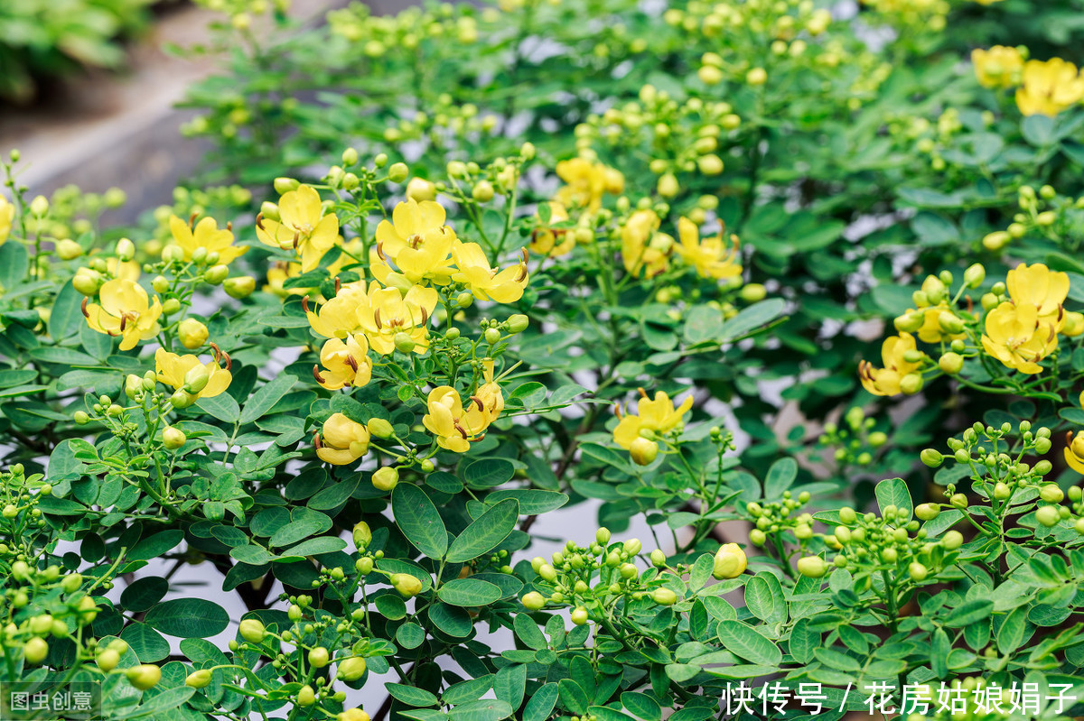 枝条|适合6月里扦插的6种花，插到纸杯里就生根，1根枝条就能成活