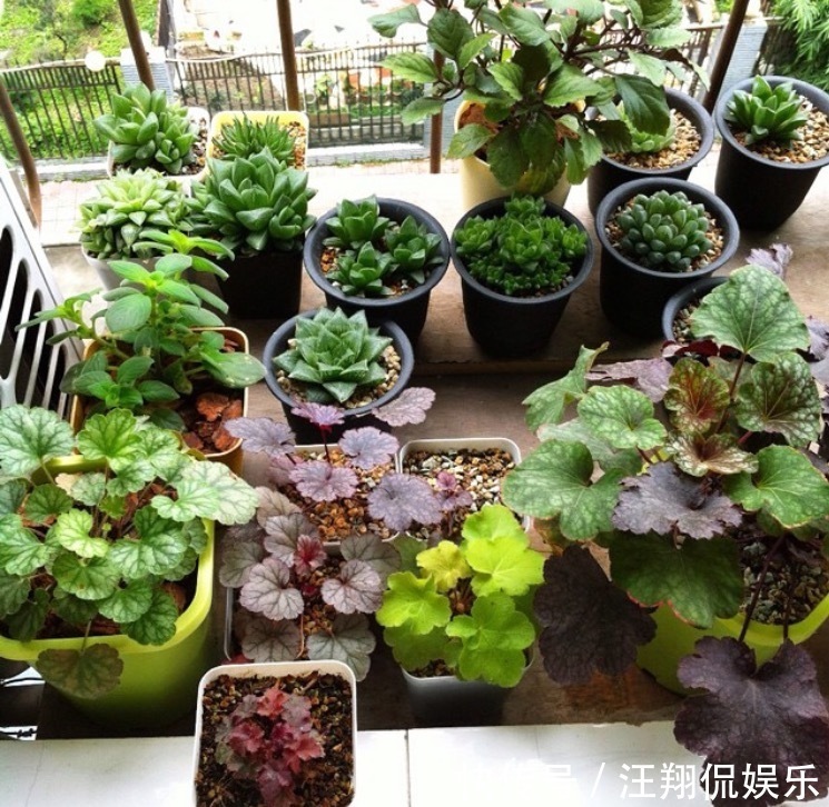调色盘|1种花卉耐冻耐旱,被誉为“调色盘”,叶子就是五颜六色