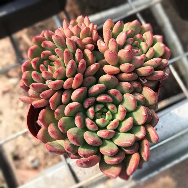 多肉出现“2种状况”,不要等、不要拖,越快“换盆”越好