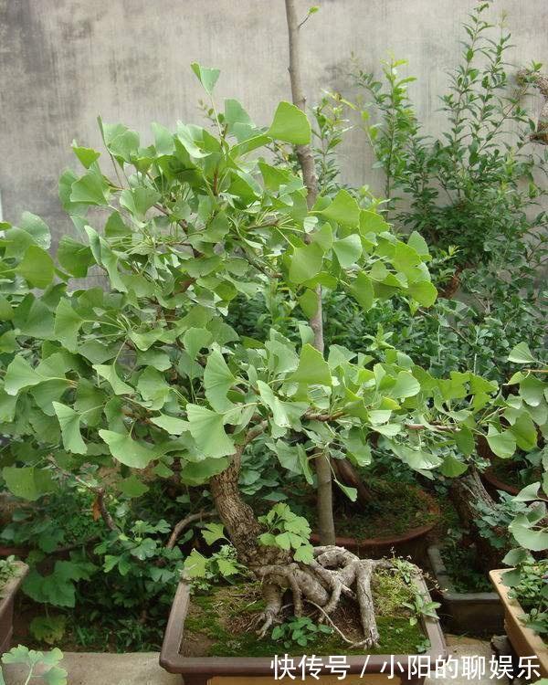 “寿命长”的11种花，好养寓意好，越养越值钱