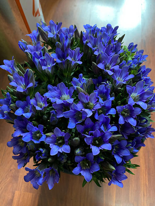 龙胆花，国外很火的“网红”盆栽花，神秘的蓝紫色，文艺范儿十足