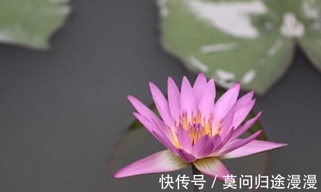 大奖|8月财富运势集聚，3星座事业展现才华，彩票中大奖，收入翻几番！