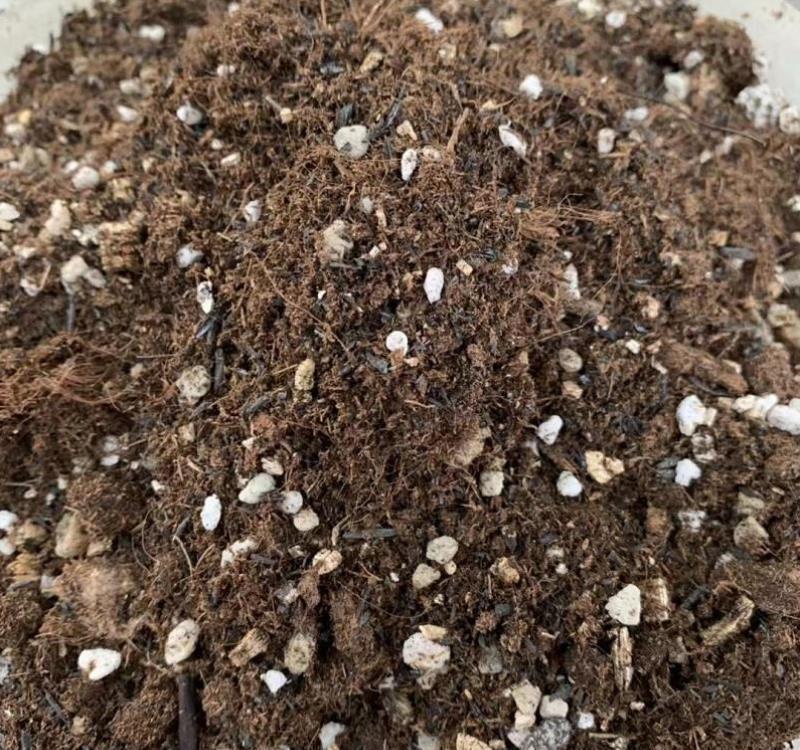 冷天,蟹爪兰有5怕,避开才能长满“钢片叶”,一年比一年开花多