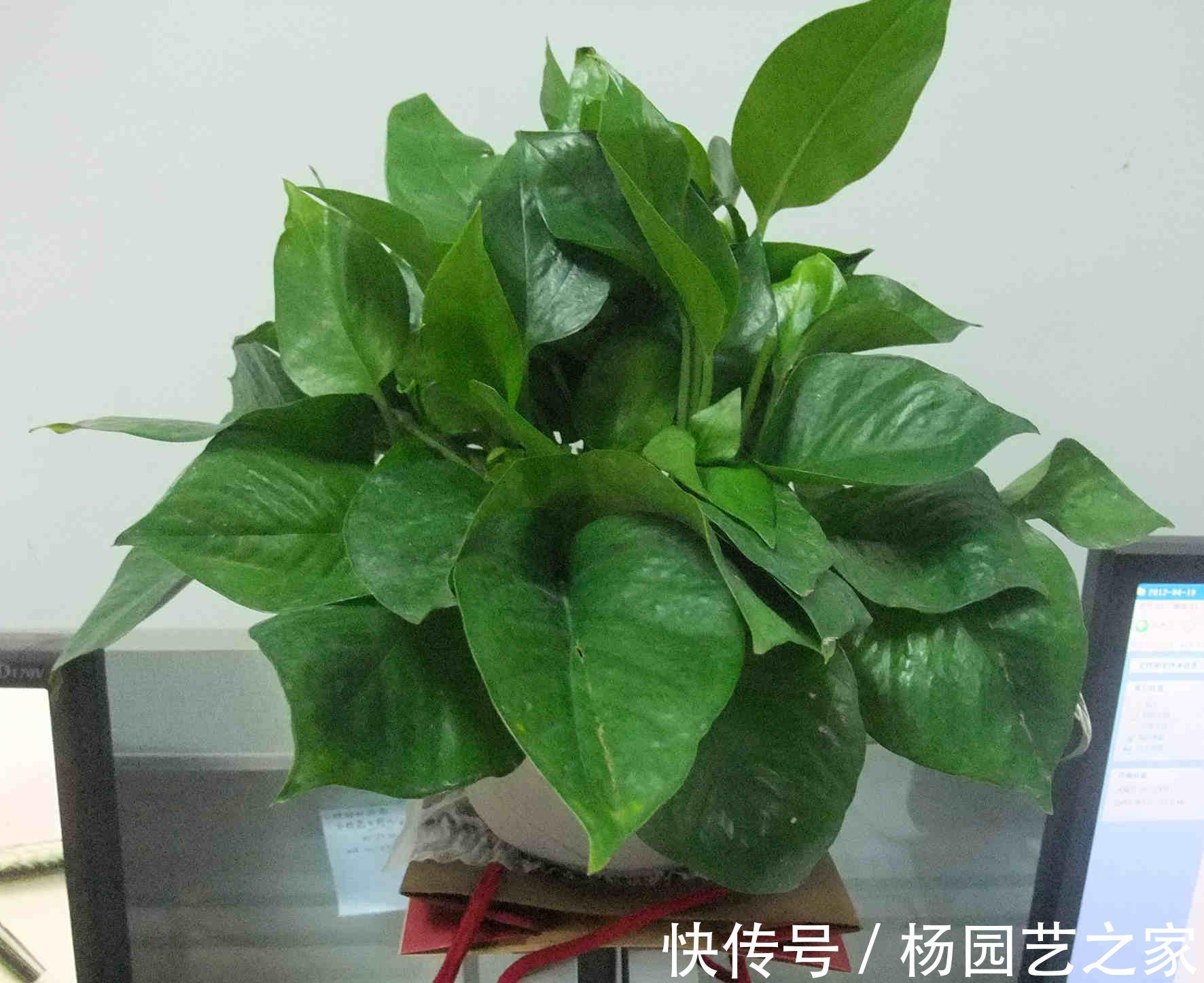 米兰米兰|养花试试这几款，淡淡的清香混合到空气中，对整个空气进行净化