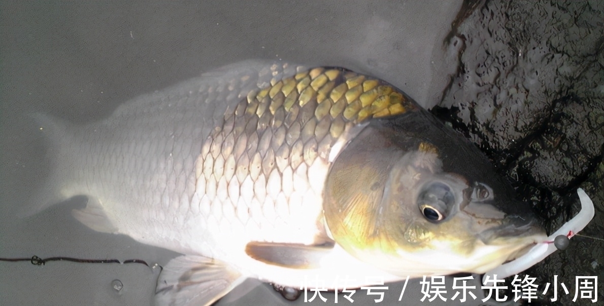 秋分到了,下雨之后鱼难钓,这几方面略作改动一样能爆护