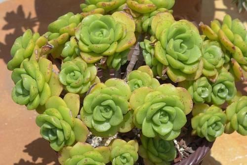 叶片|养多肉百合莉莉,香味和果冻色都想要,不能心软,狠心做好2件事