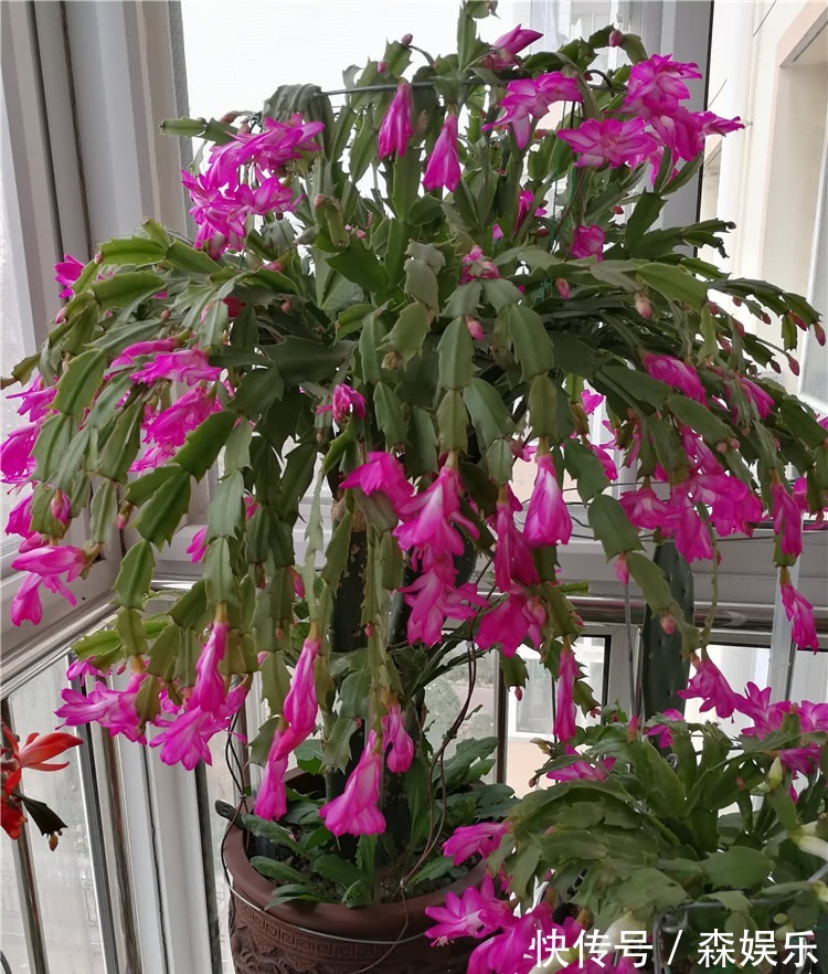 蟹爪兰砧木快被抽干,给它“打点滴”,砧木复壮快,蟹爪兰开花旺
