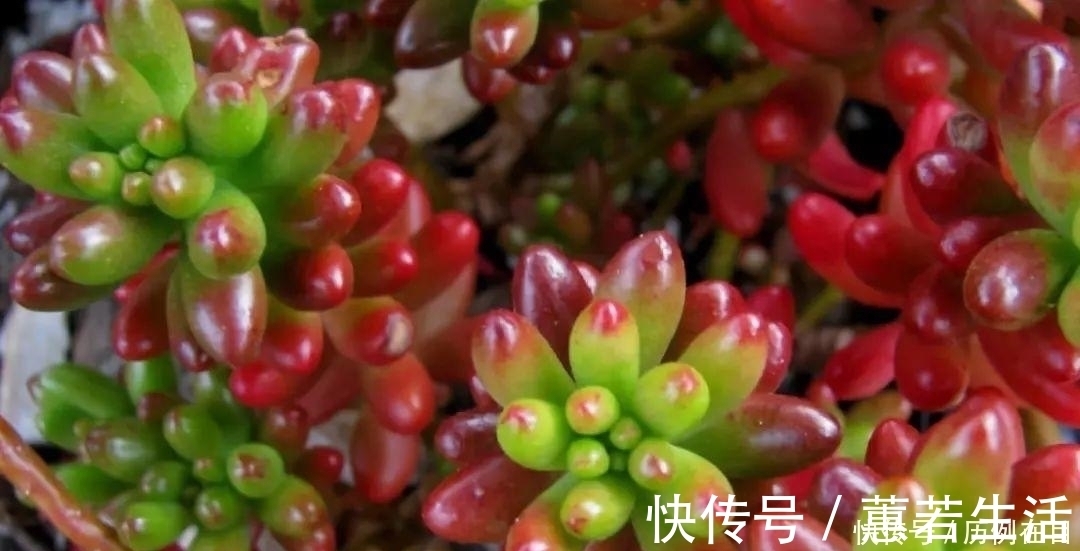 多肉|多肉易干瘪，三个“小动作”，催新芽冒白根，3个月养成小老桩