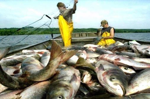 夜宵摊上的“它”,我国种植才够吃,在美国泛滥花高价清除,可惜
