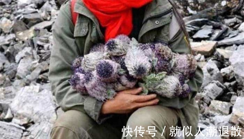 麦朵|常被误认成雪莲花，如今开花正当季，遇见请勿采挖和购买