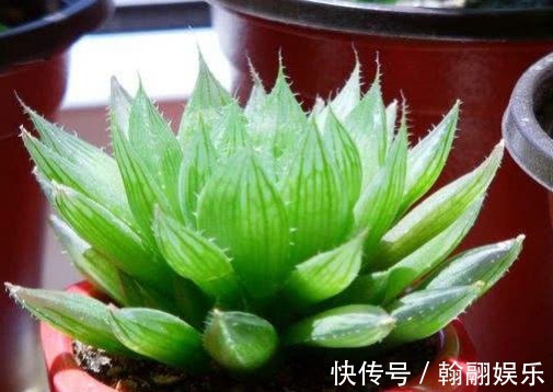 多肉三角琉璃莲怎么养教你3个小妙招,养出最饱满的三角琉璃莲