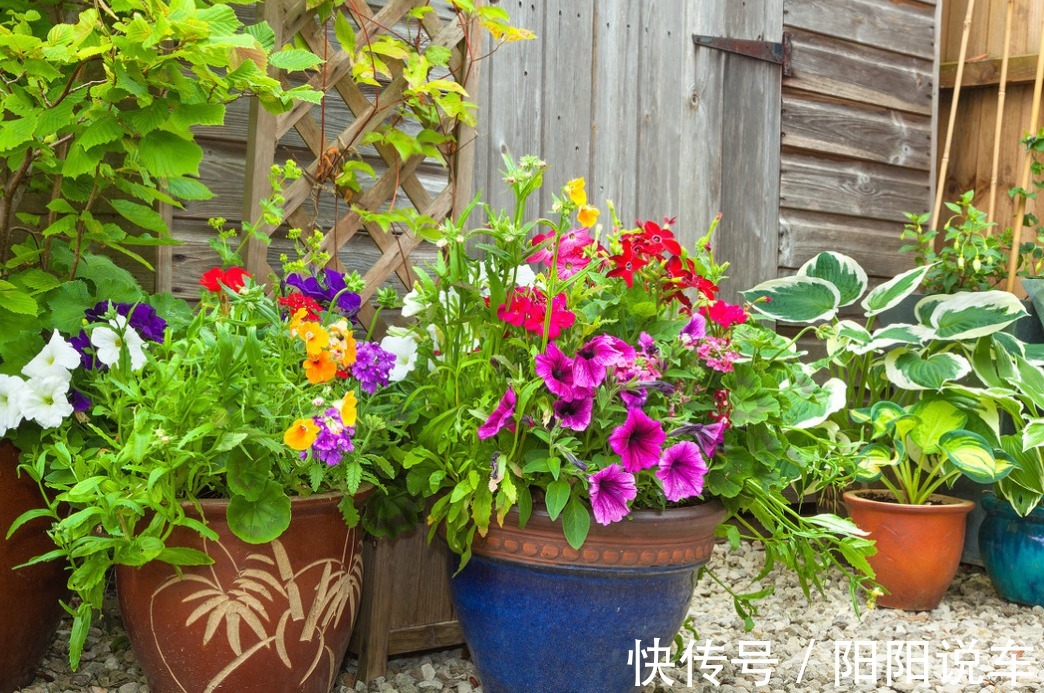 磷酸二氢钾|养花不用分开补水增肥,轮着用它们浇灌,植物好、土壤好!