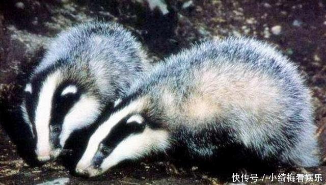 国家|这个民族很厉害，建立的国家一度很是强大