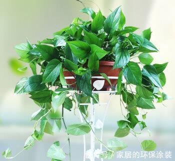 居家养花,推荐这8种,耐阴又好养,是家庭盆栽佳品!