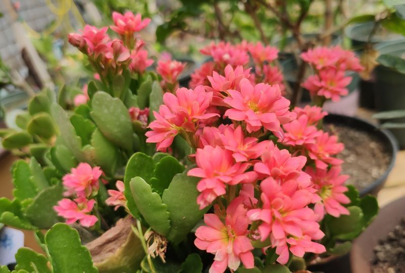 4种花不能多浇水,少水少肥,反而长势旺盛开花多