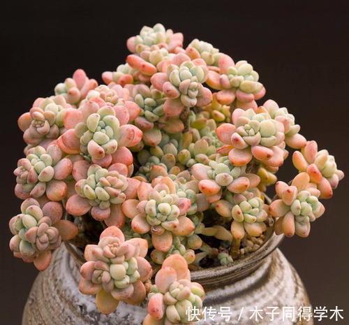 多肉植物|养了3年的多肉劳尔,长成老桩香味迷人,方法简单适合新手