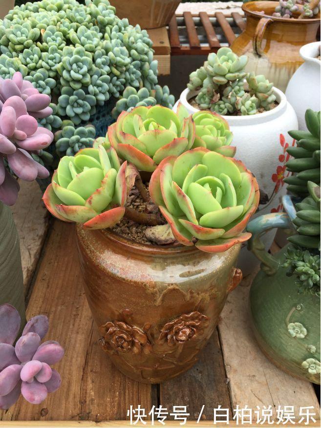 女婿在楼顶养多肉,村里人都跑来参观,丈母娘高兴坏了!