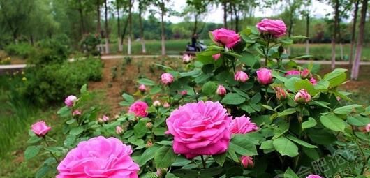 养了3年地月季花,花越开越小颜色原来越淡,教你几招快速恢复