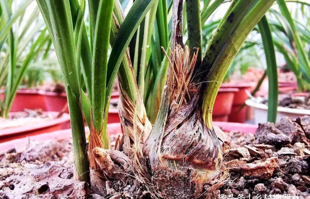 什么是兰花老芦头？如何快速育苗？这样操作，比花钱的营养土更好