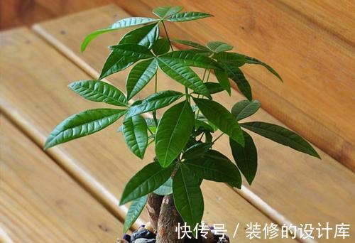 叶片|4种漂亮花,适合“穷养”,用小盆多晒晒,长得更好看