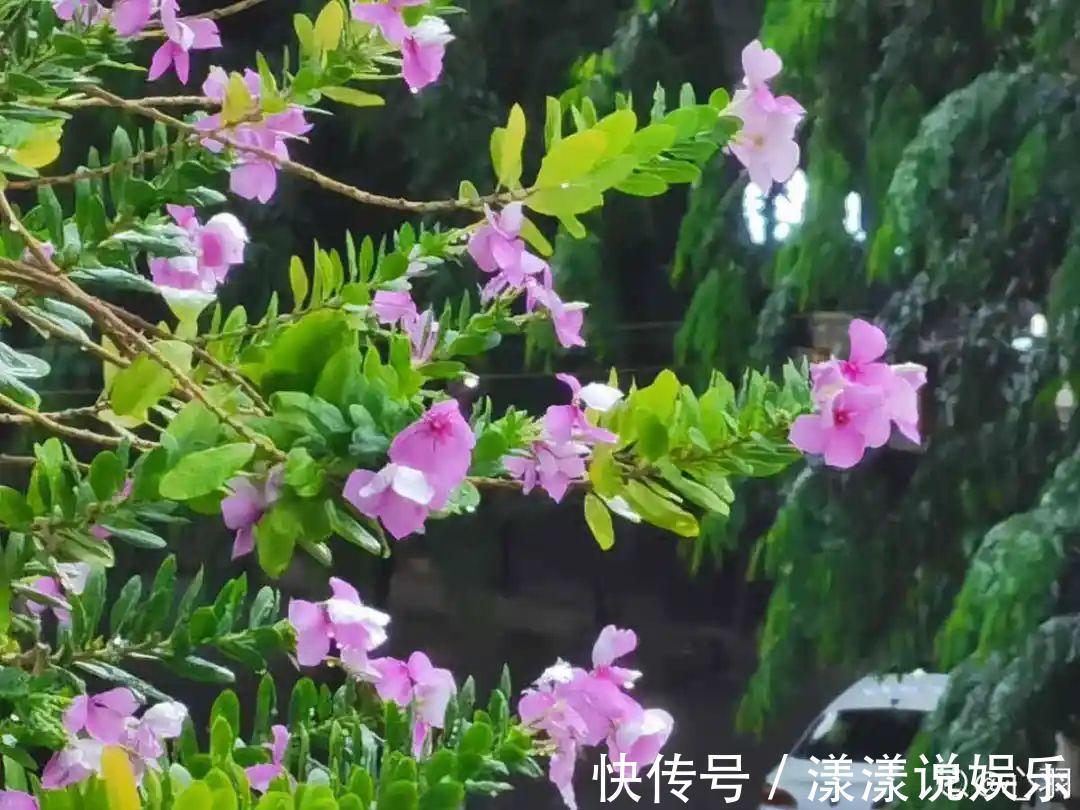 荆芥|7种花最干净,门口、窗台放一盆,蚊虫不敢靠近!