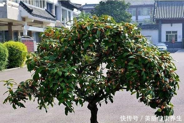 聪明人都养这3种树,美观大气能镇宅,能养好几年!