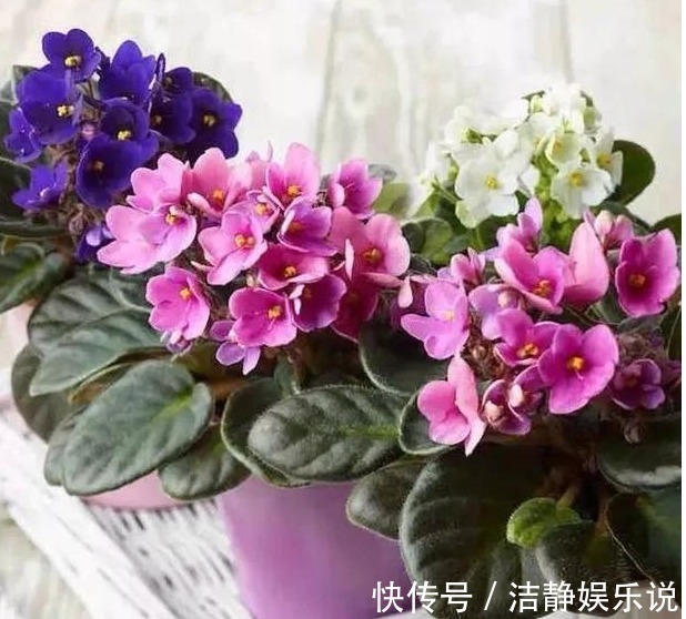 此“花”盛开富贵之感，花色繁多又艳丽，养在家中一年四季赏花