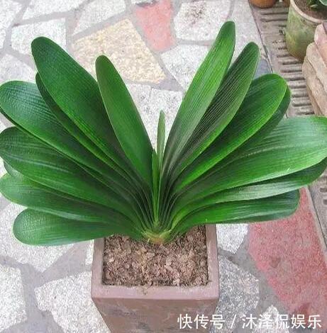 卧室放什么植物盆栽好给你推荐8款不用费心了,净化空气没烦恼!