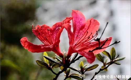  一花多色|中国十大名花之一，四季开花，观赏价值高，一花多色，漂亮又芳香