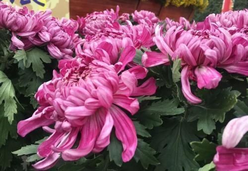 这两种花开过了,抓紧时间剪一剪,再等两个月又能开花