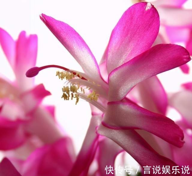 肥料|蟹爪兰花败后,做好5步处理法,没准还能再开一波!