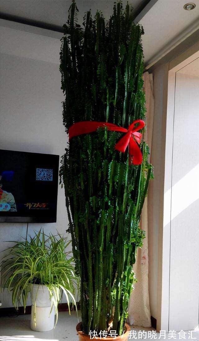 十种健康花,适合现在养,人养花花亦养人,越养空气越“干净”