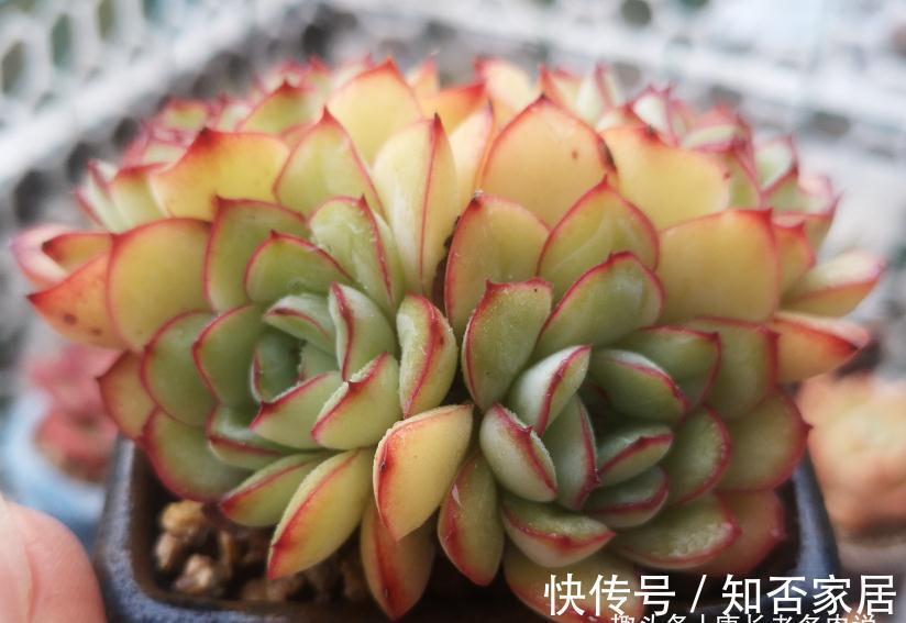 多肉雨燕座和灵影都有红边,但前者乱扔都能活,后者却美到不想扔