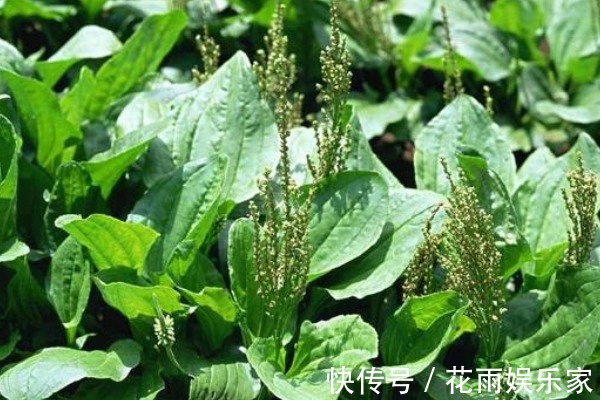 好处|常吃车前草好处多，除了抗菌消炎外，竟然还有3种重要功效！