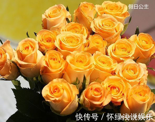 喜欢玫瑰，就养盆“高档玫瑰”假日公主，花开金光四射，高雅纯洁