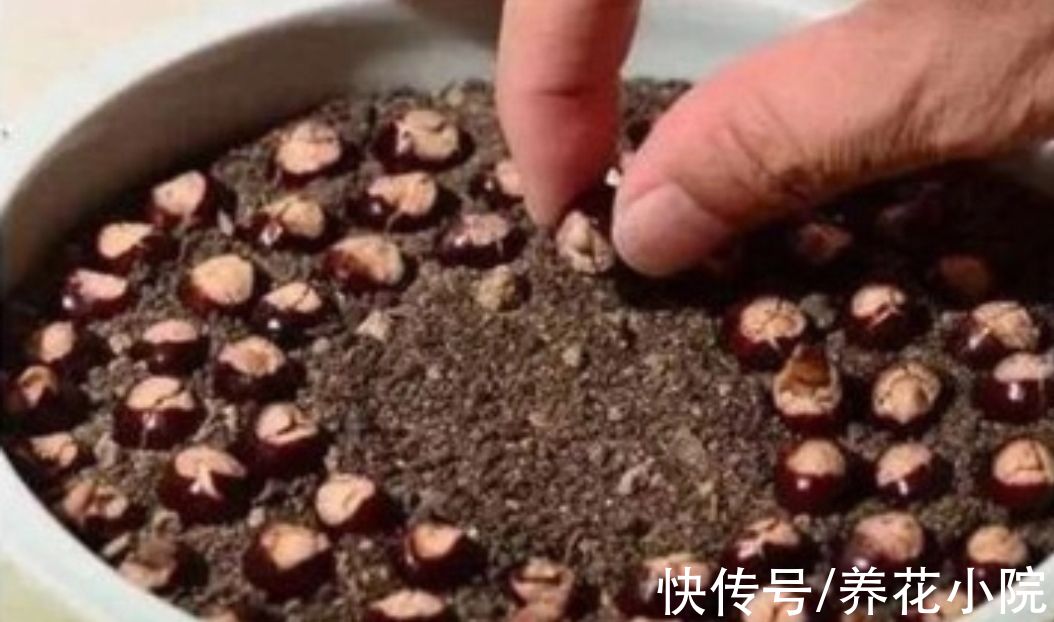 吃完水果核不要扔,剥出种子,简单几步养成小盆栽