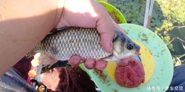 作钓|秋末初冬钓鲫鱼,做好这五点,就算新手也一样能够渔获满满!