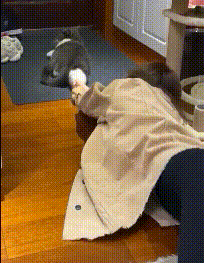 |搞笑动图:没有犁坏的地,只有累死的牛!