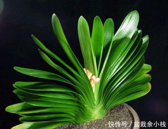 水溶液|君子兰疯长,冒出5根花箭,是2种肥的功劳,养啥都旺