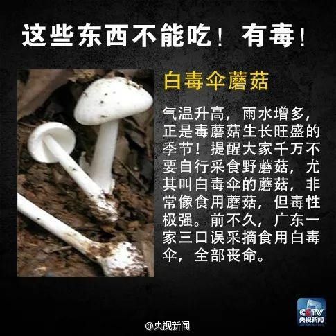 湛江|湛江人注意！这种带苦味的瓜，千万别吃！