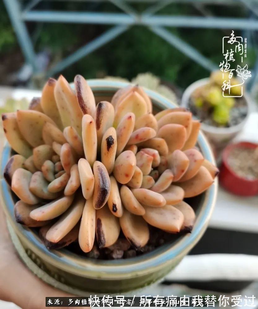 人如多肉,经阳光雨露历练后,亦会越挫越勇!