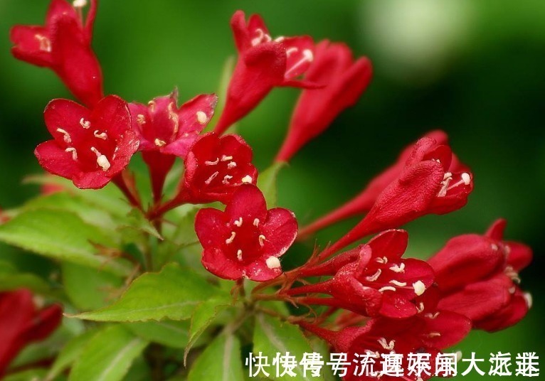 此花花色绚丽,花朵犹如一簇缀满彩霞的锦带,寓意着人生绚烂多姿