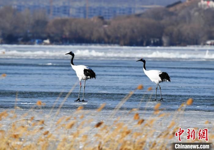 栖息|河北怀来官厅水库国家湿地公园迎来丹顶鹤